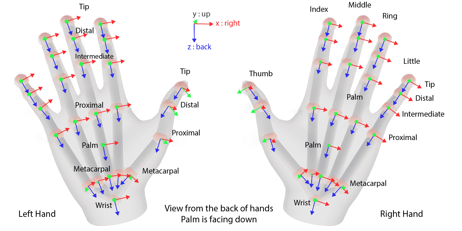 picture about hand skeleton in evergine